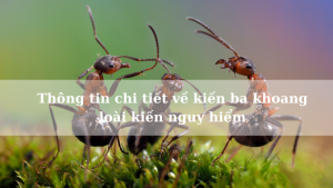 Thông tin chi tiết về kiến ba khoang – loài kiến nguy hiểm