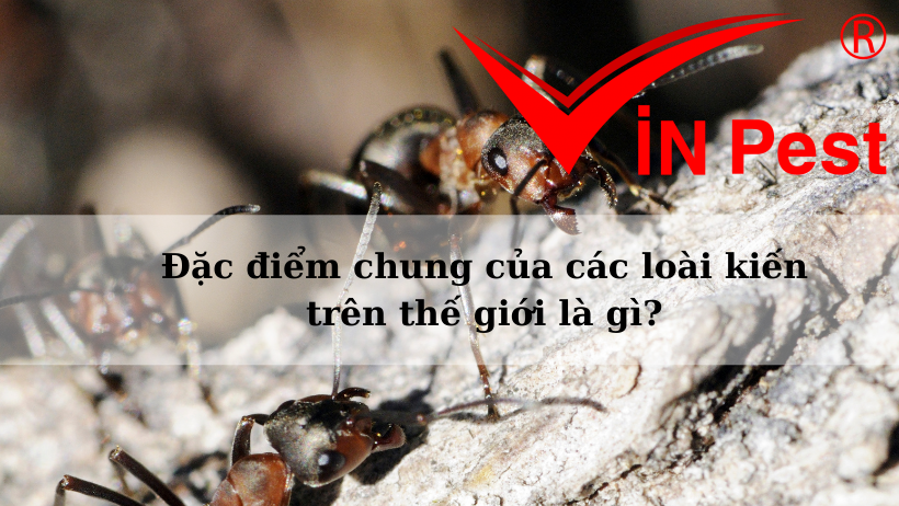 Đặc điểm chung của các loài kiến trên thế giới là gì?