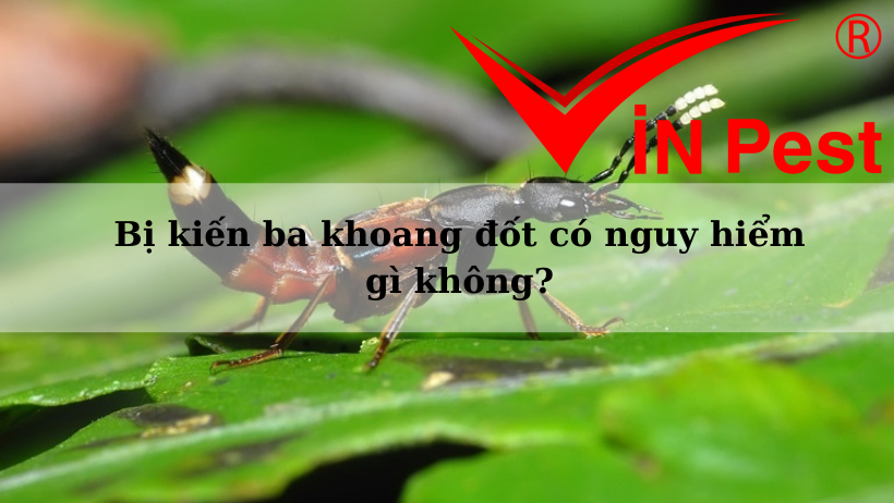 Bị kiến ba khoang đốt có nguy hiểm gì không?