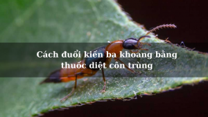 Cách đuổi kiến ba khoang bằng thuốc diệt côn trùng