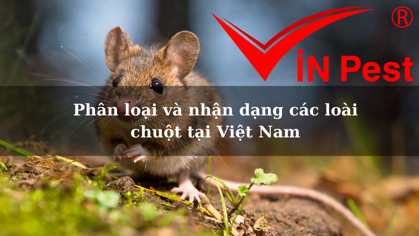Phân loại và nhận dạng các loài chuột tại Việt Nam