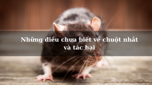 Những điều chưa biết về chuột nhắt và tác hại của nó gây ra
