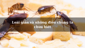 Loài gián và những điều chúng ta chưa biết