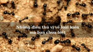 Những điều thú vị về loài kiến mà bạn chưa biết