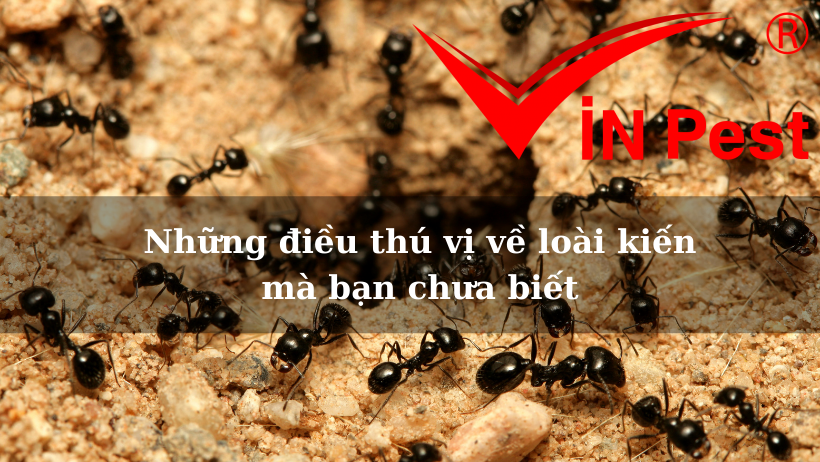 Những điều thú vị về loài kiến mà bạn chưa biết