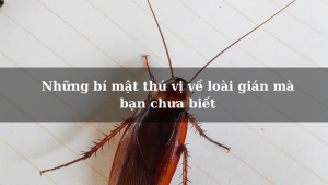 Những bí mật thú vị về loài gián mà bạn chưa biết