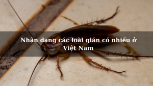 Nhận dạng các loài gián có nhiều ở Việt Nam