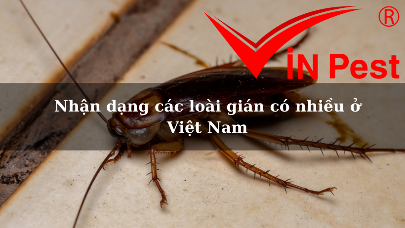 Nhận dạng các loài gián có nhiều ở Việt Nam