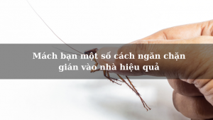 Mách bạn một số cách ngăn chặn gián vào nhà hiệu quả