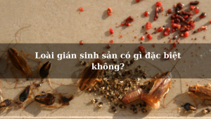 Loài gián sinh sản có gì đặc biệt không?
