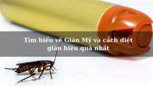 Tìm hiểu về Gián Mỹ và cách diệt gián hiệu quả nhất