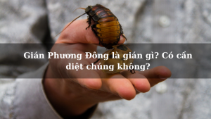 Gián Phương Đông là gián gì? Có cần diệt chúng không?