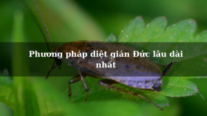 Phương pháp diệt gián Đức lâu dài nhất mà bạn nên biết
