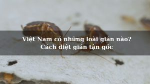 Việt Nam có những loài gián nào? Cách diệt gián tận gốc