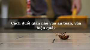 Cách đuổi gián nào vừa an toàn, vừa hiệu quả?