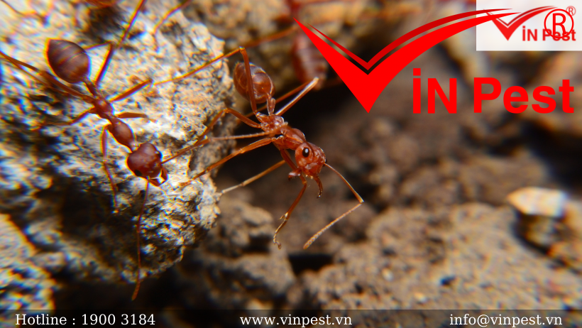 Bạn biết gì về tập tính xã hội của loài kiến?