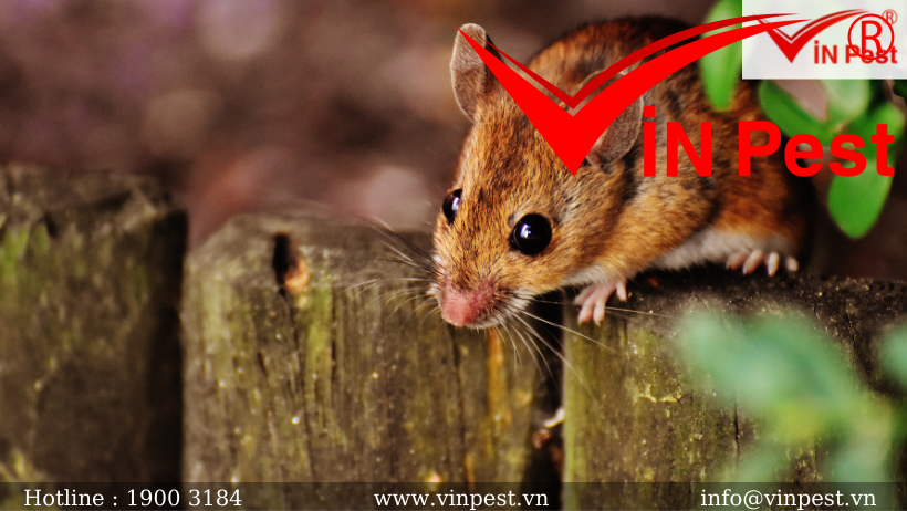 Phân loại và nhận dạng các loài chuột tại Việt Nam