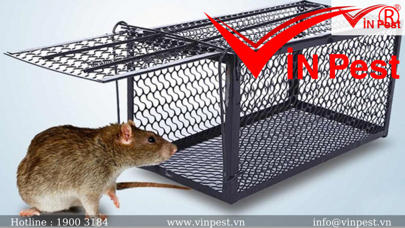 Top 10 cách diệt chuột tại nhà để “ĐÁ BAY” chuột vĩnh viễn