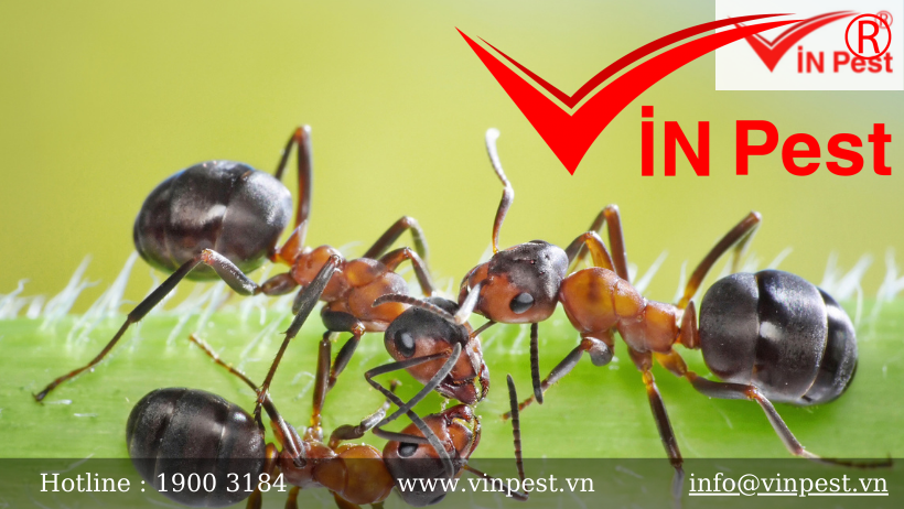 Thông tin chi tiết về kiến ba khoang – loài kiến nguy hiểm