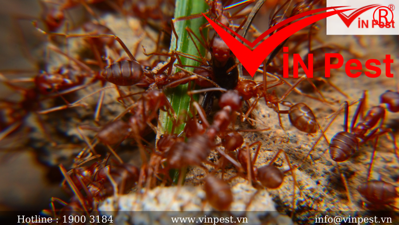 Bạn biết gì về tập tính xã hội của loài kiến?