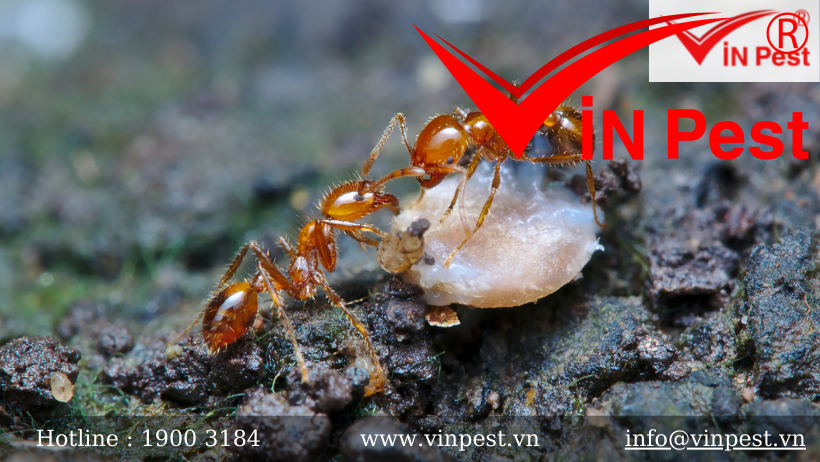 Các loài kiến có hại thường gặp ở Việt Nam