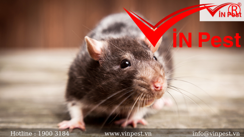 Những loài chuột nào nguy hiểm nhất trong đời sống con người?