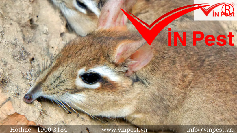 Loài chuột chù có hại hay có lợi với đời sống của con người