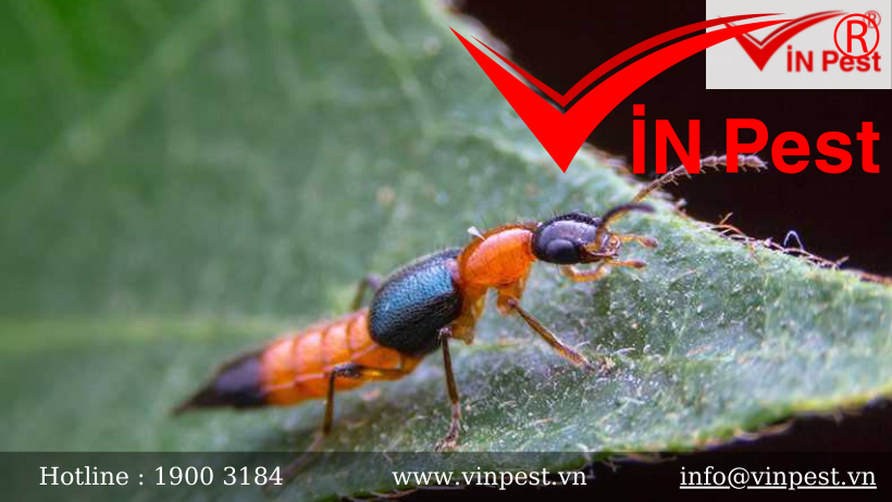 Các loài kiến có hại thường gặp ở Việt Nam