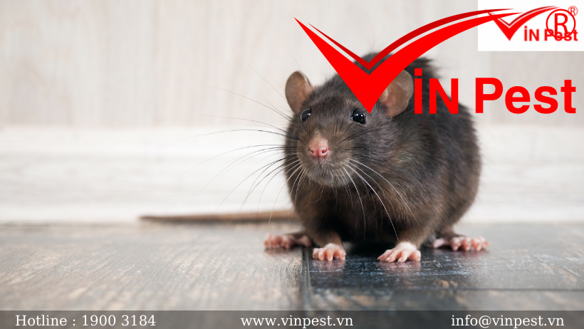 Những tác hại mà chuột gây ra cho môi trường xung quanh con người
