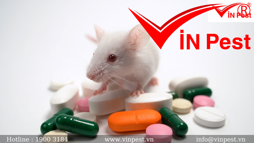 Review 3 loại thuốc diệt chuột hiệu quả, an toàn cho người sử dụng