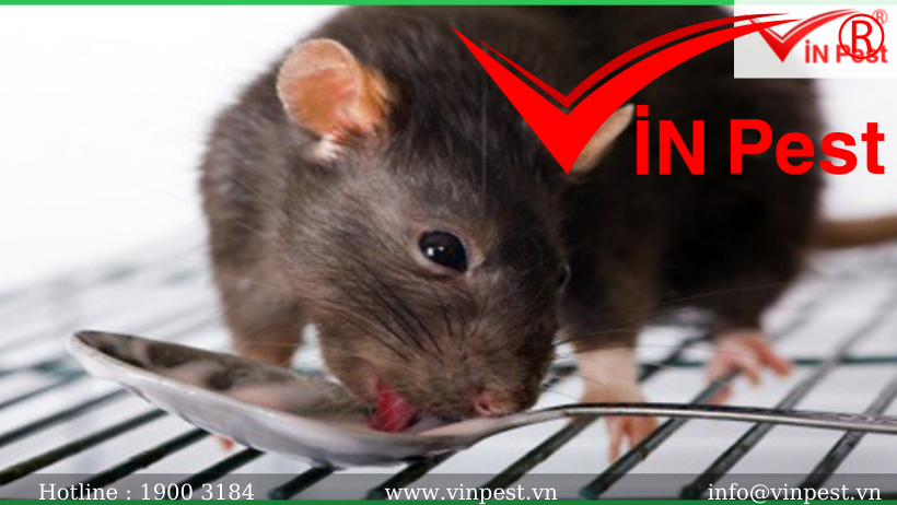 Hướng dẫn kỹ thuật sử dụng thuốc diệt chuột như thế nào an toàn?