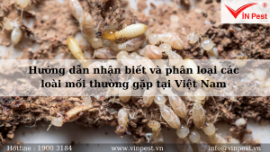 Hướng dẫn nhận biết và phân loại các loài mối thường gặp tại Việt Nam