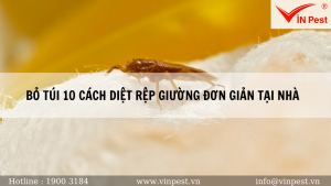 BỎ TÚI 10 CÁCH DIỆT RỆP GIƯỜNG ĐƠN GIẢN TẠI NHÀ