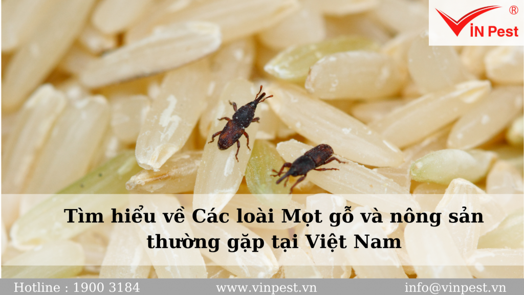 Tìm hiểu về Các loài Mọt gỗ và nông sản thường gặp tại Việt Nam