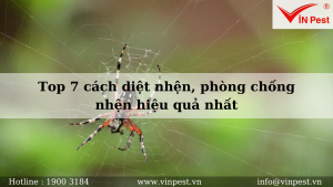 Top 7 cách diệt nhện, phòng chống nhện hiệu quả nhất