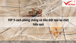TOP 9 cách phòng chống và tiêu diệt loài bọ chét hiệu quả