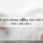 Top 10 cách phòng chống, tiêu diệt ve chó ( rận chó )