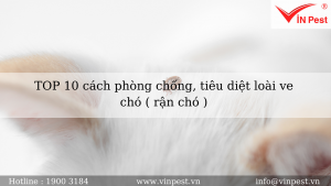 Top 10 cách phòng chống, tiêu diệt ve chó ( rận chó )