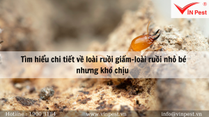 Tìm hiểu chi tiết về loài ruồi giấm-loài ruồi nhỏ bé nhưng khó chịu