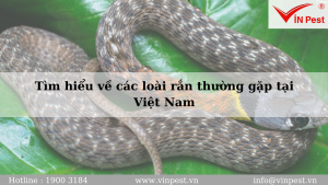 Tìm hiểu về các loài rắn thường gặp tại Việt Nam