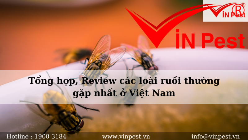 Tổng hợp, Review các loài ruồi thường gặp nhất ở Việt Nam