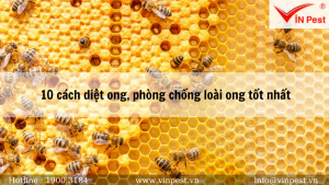 10 CÁCH DIỆT ONG, PHÒNG CHỐNG LOÀI ONG TỐT NHẤT