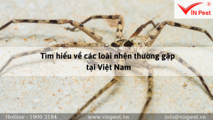 Tìm hiểu về các loài nhện thường gặp tại Việt Nam