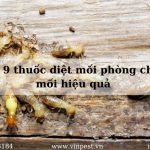 TOP 9 thuốc diệt mối phòng chống mối hiệu quả hàng đầu