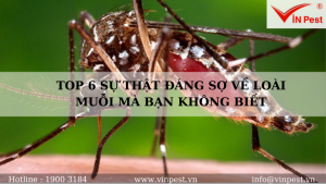 Top 6 sự thật đáng sợ về loài muỗi mà bạn không biết