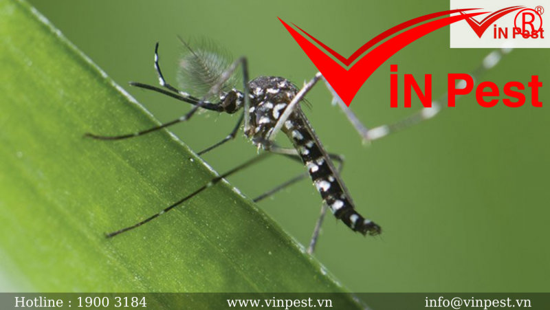 Top 3 loài muỗi và 3 bệnh về muỗi hay gặp tại Việt Nam