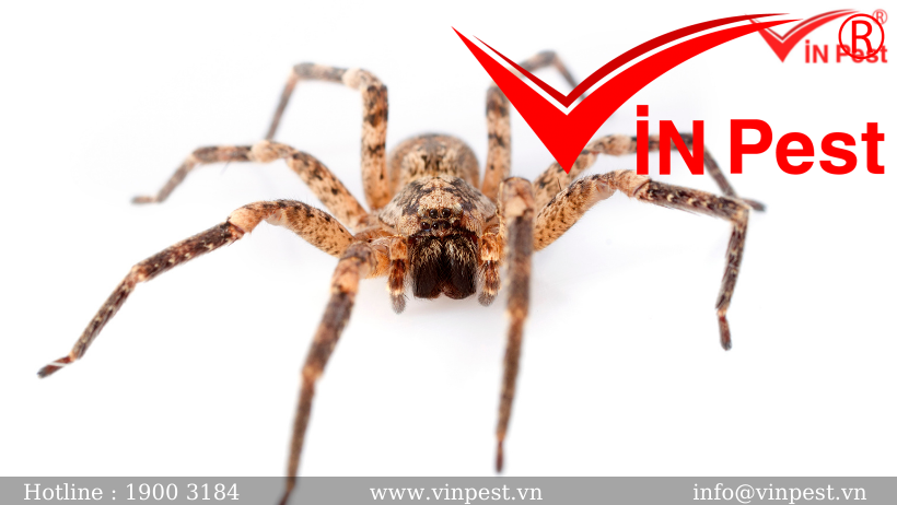 Dịch vụ phun thuốc diệt nhện, kiểm soát nhện từ công ty VinPest