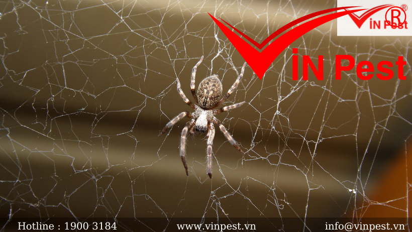 Dịch vụ phun thuốc diệt nhện, kiểm soát nhện từ công ty VinPest