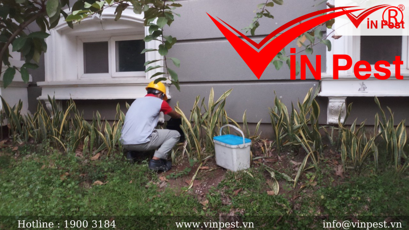 Dịch vụ diệt rệp giường tận gốc từ công ty VinPest tại Hà Nội