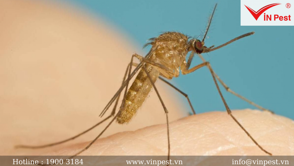 Top 3 loài muỗi và 3 bệnh về muỗi hay gặp tại Việt Nam